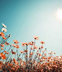 Vintage lentelandschap bloemenveld