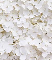 Wit bloemenveld