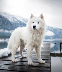 Samojeed in een sneeuwlandschap