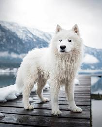 Samojeed in een sneeuwlandschap