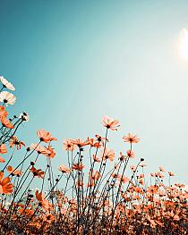 Vintage lentelandschap bloemenveld