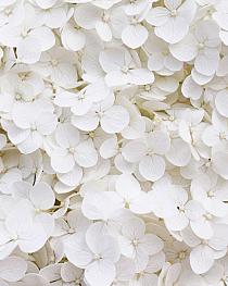 Wit bloemenveld