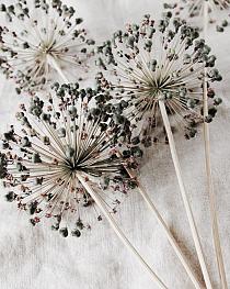Droge allium bloemen op beige stof