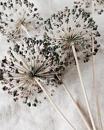 Droge allium bloemen op beige stof