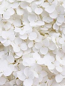 Wit bloemenveld
