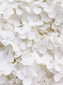Wit bloemenveld