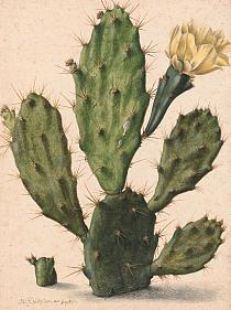 Bloeiende vijgcactus, Herman Saftleven, 1683