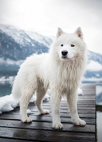 Samojeed in een sneeuwlandschap