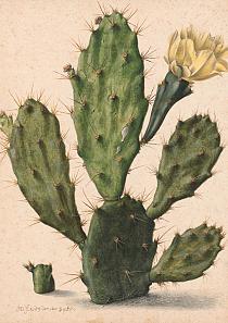 Bloeiende vijgcactus, Herman Saftleven, 1683