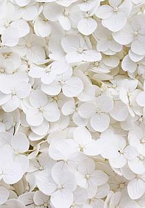 Wit bloemenveld