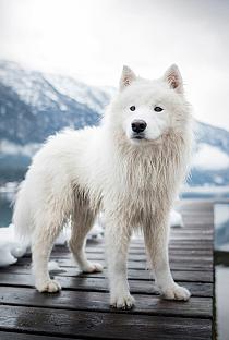 Samojeed in een sneeuwlandschap