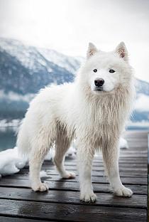 Samojeed in een sneeuwlandschap