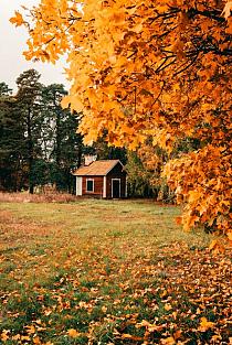 Huisje in bos met herfstachtige bomen