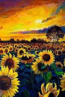 5239 op zonnebloemen veld 40x60