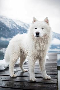 Samojeed in een sneeuwlandschap