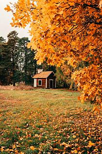 Huisje in bos met herfstachtige bomen