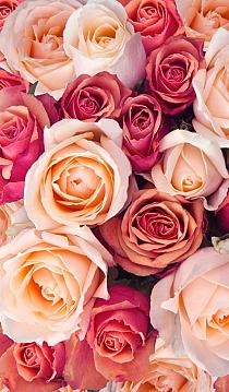 14190 op roze rozen 2.1 70x120