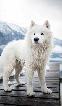 Samojeed in een sneeuwlandschap