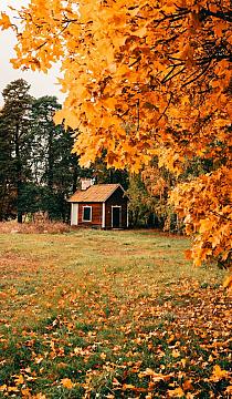 Huisje in bos met herfstachtige bomen