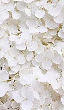 Wit bloemenveld