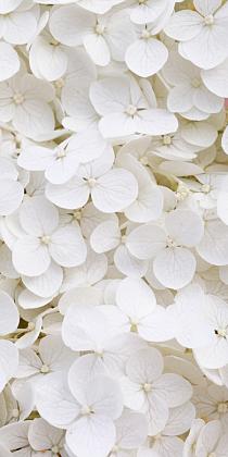 Wit bloemenveld