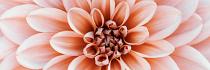 Close-up Dahlia bloem