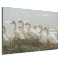 Foto op aluminium