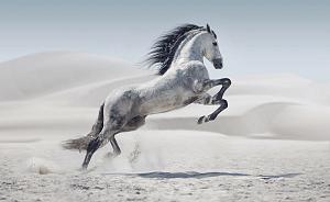 Galopperend paard