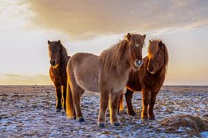 Drie IJslandse paarden met zonsondergang