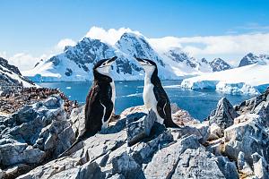 Twee pinguïns in winters landschap