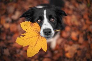 Border Collie hond in een herfstlandschap