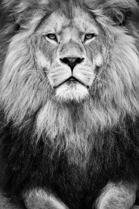 Trotse leeuw in zwart wit