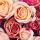 Roze rozen