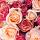 Roze rozen