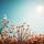 Vintage lentelandschap bloemenveld