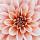 Close-up Dahlia bloem