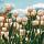 Witte tulpen in tulpenveld