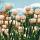 15005 ol witte tulpen 150x100