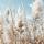 15649 ol veld met pampas 100x50