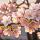 16077 ov close up roze kersenbloem 15x15