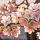 16114 ol close up roze kersenbloem 200x150