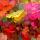 4066 ol bloemenvaas roze rood 100x50