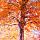 Herfstsymfonie in kleur