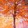 Herfstsymfonie in kleur