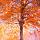 Herfstsymfonie in kleur