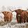 Schotse hooglanders