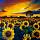 5263 ol zonnebloemen veld