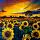 5264 ol zonnebloemen veld 40x30
