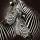 5976 ov zebras goude ogen