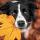Border Collie hond in een herfstlandschap